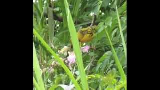 Les oiseaux de lile de La Réunion par Christian Aimar [upl. by Valaree]