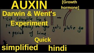 Auxin structure amp functions quotDarwin amp Wents experiments  most Simplified Hindi [upl. by Kerril]