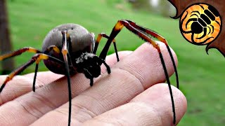 BIG Gentle Spider Australian Golden Orbweaver [upl. by Gough608]