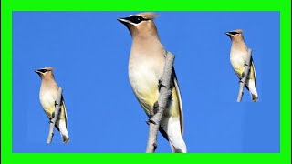 Cedar Waxwing Bird Song Call Chirp Sound Voice  Ampelis Americano Canto  Bombycilla Cedrorum [upl. by Dnomed]