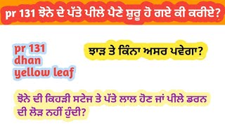 ਪੀ ਆਰ 131ਝੋਨੇ ਦੇ ਪੱਤੇ ਪੀਲੇ ਪੈ ਰਹੇ ਕੀ ਕਰੀਏ। PR 131 yellow leaf [upl. by Toll]