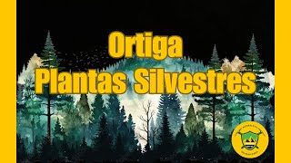 Ortiga  Plantas Silvestres [upl. by Clyde]