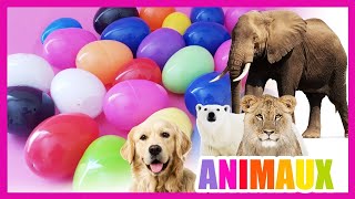 Apprendre les animaux  compétition des couleurs  Oeufs surprises  Titounis  Touni Toys [upl. by Hetty491]