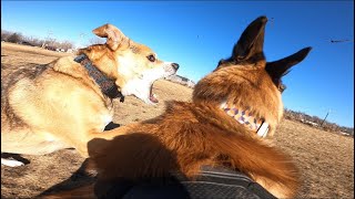 Belgian Malinois Begins Showing Dominant Behavior At Dog Park [upl. by Eeladnerb233]