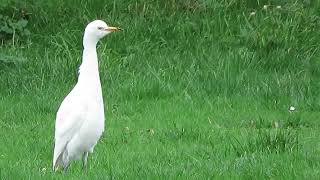 Cattle Egret Cheshunt Jan 2019 [upl. by Asillim]