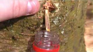 Clean water  how to tap birch trees [upl. by Clyde]