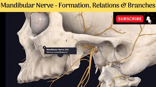 Mandibular Nerve  Formation  Course  Relations  Branches Anatomy mbbs education [upl. by Thibaud]