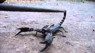 Sri Lankaශ්‍රී ලංකාCeylonScorpion Surprised Heterometrus SwammerdamiCloseUp [upl. by Keary]