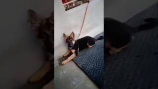 Jacky Germen Shepherd music halloween typebeat germanshepred doglover cute germanshephed [upl. by Retsevel]