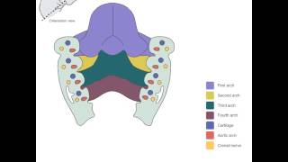 Embryology of the Tongue [upl. by Etac791]