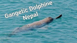 Gangetic Dolphine Nepal Platanista gangetica Ganges river dolphine 、4K カワイルカ ネパール [upl. by Neiht]