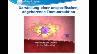 ImmunitätTeil 1 Die angeborene Immunreaktion [upl. by Andria]