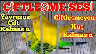 ÇİFTLEŞME SESİ muhabbet kuşu kızıştırma sesi muhabbet kuşu sesi quş səsi صوت البادجي budgie sounds [upl. by Magocsi89]