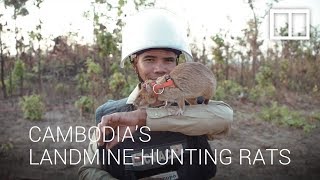 Cambodias hero rats hunt landmines and save thousands of lives [upl. by Vincelette30]