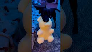 Grammie got bell a gift ❤️🥹 lablove puppy viralvideo labrador puppylife funny bella [upl. by Mandelbaum]