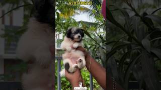 Pomeranian puppies sale  pom for sale  Spitz sale kerala  home delivery available  pom sale [upl. by Amees]