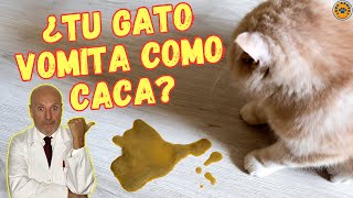 🆘 ¿PORQUE MI GATO VOMITA COMO CACA 🆘 [upl. by Stephani]