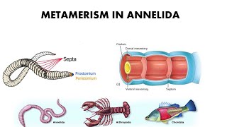 Metamerism in Annelida [upl. by Ravid]