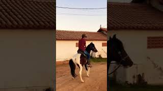 cavalos cavalo mangalargamarchador vaquejada doma horse vaquera fazenda rodeio [upl. by Gearhart]