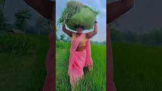 कमन नगरी लेकर जाईहे तोहरा भैयानिर्गुण भजनyoutube short video viral [upl. by Amadis]