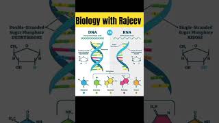 DNA vs RNAbiologynew biologynotes aiims art shorts [upl. by Kynan]