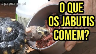 COMO ALIMENTAR SEU JABUTI [upl. by Eliath472]