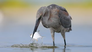 Juvenile reddish egret feeding with both parents [upl. by Pepe]