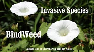 ⟹ BINDWEED  Calystegia  If you see it REMOVE it  invasive specie [upl. by Norra]