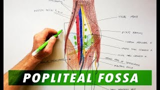 Popliteal Fossa  Boundaries amp Contents  Anatomy Tutorial [upl. by Amelus]