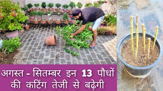 अगस्तसितम्बर इन 13 परमानेंट पौधों की कटिंग तेजी से बढ़ेगी Names of plants to grow by cuttings [upl. by Frasch]