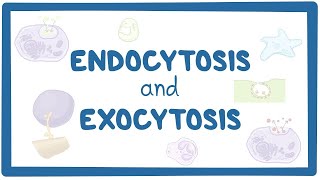 Endocytosis and exocytosis [upl. by Fanya]