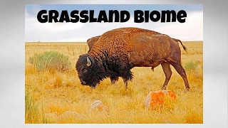 The Grassland Biome [upl. by Araec209]