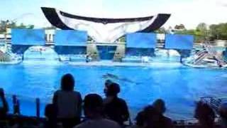 Sea World  Believe  Largest Killer Whale in Captivity [upl. by Nemra]