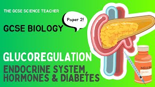 GCSE Biology Glucoregulation  Homeostasis AQA OCR Edexcel [upl. by Neerroc]