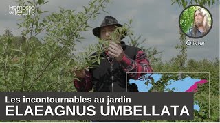 Les incontournables au jardin  Elaeagnus umbellata [upl. by Akisej]