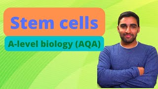 Stem cells  Alevel Biology [upl. by Reeva668]