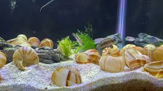 Shell Dwellers sparing behavior “Black Ocellatus” lamprologus speciosus [upl. by Ecyak]