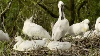 Sneakpreview Nationaal Park Duinen van Texel [upl. by Mathe]