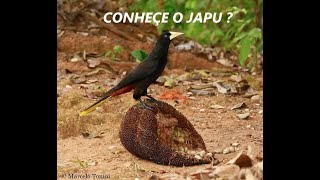 CONHECE O JAPU [upl. by Quinta]