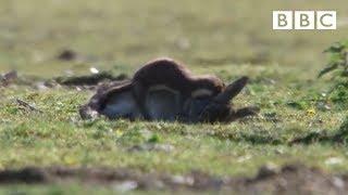 Stoat kills rabbit ten times its size  Life  BBC [upl. by Yenalem]