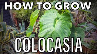 How to Start off and Grow Colocasia [upl. by Lekar]