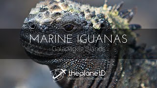 Amazing Marine Iguanas Feeding Underwater in Galapagos Islands [upl. by Nal416]