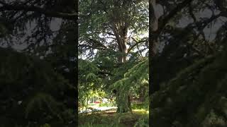 hinoki cypress part12 [upl. by Chancey690]