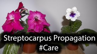 Streptocarpus CareTIPSStrepts Blooming [upl. by Temme]