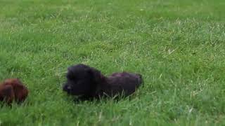 Shorkie Poo Puppies For Sale [upl. by Mordy80]