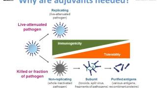 Antigens adjuvants and excipients  M Pfleiderer [upl. by Eirrahs]