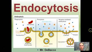 Endocytosis [upl. by Eiramesor394]