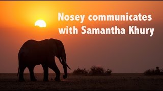 Nosey the elephant communicates with Samantha Khury [upl. by Howlyn]