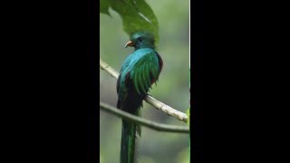 The Quetzal National Bird of Guatemala [upl. by Desdee229]