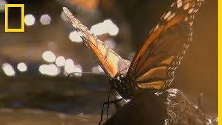 Ce papillon est capable de parcourir 5000 kilomètres [upl. by Celle382]